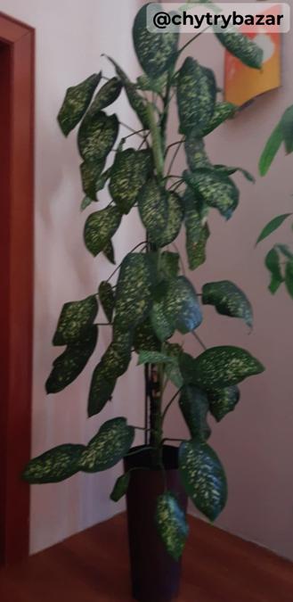 vysoký izbový kvet - DIFENBACHIA - výška cca 200cm