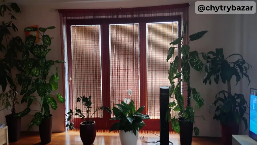 vysoký izbový kvet - DIFENBACHIA - výška cca 200cm