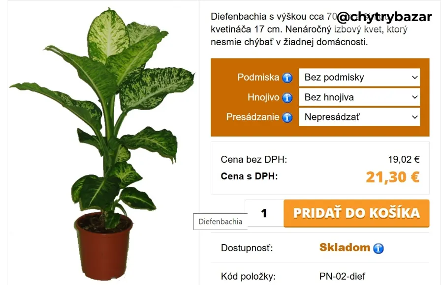 vysoký izbový kvet - DIFENBACHIA - výška cca 200cm