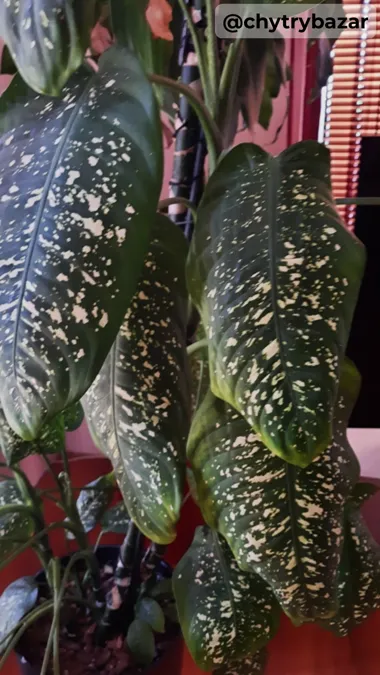 vysoký izbový kvet - DIFENBACHIA - výška cca 200cm