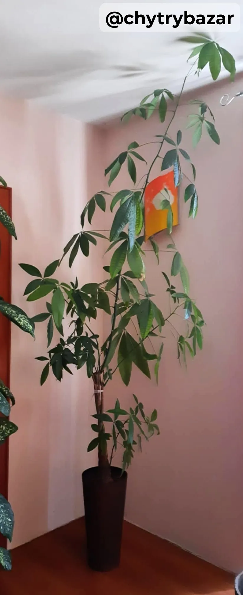 vysoký izbový kvet - PACHIRA - výška cca 250cm
