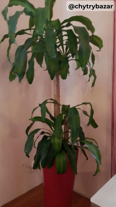 Predám vysoký izbový kvet - JUKA - výška cca 170cm