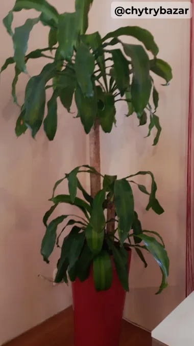 Predám vysoký izbový kvet - JUKA - výška cca 170cm