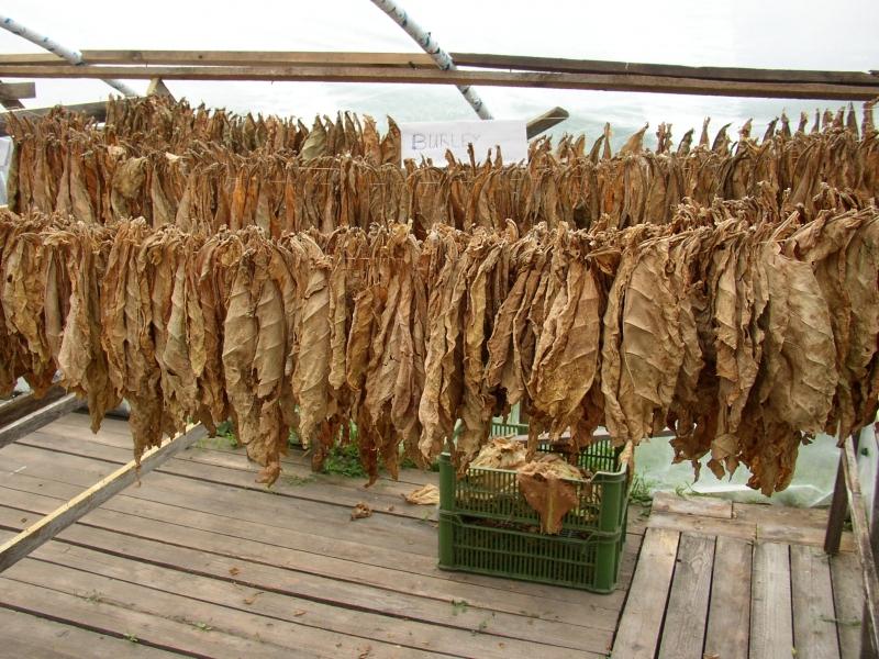 Tabak planty