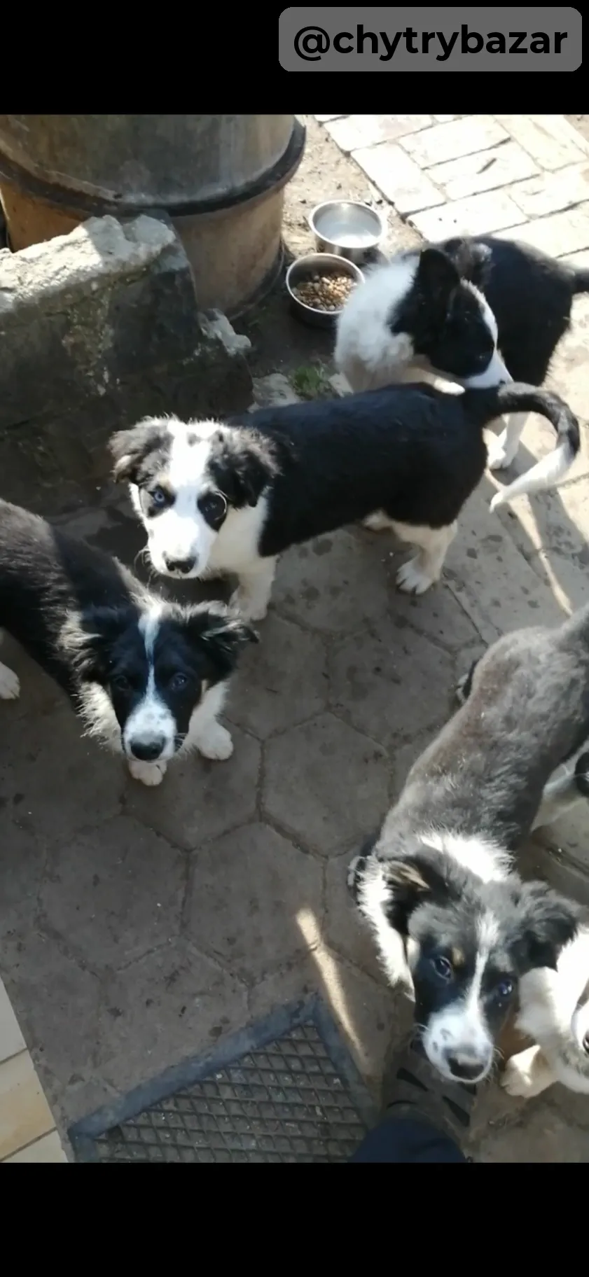 Border kolia
