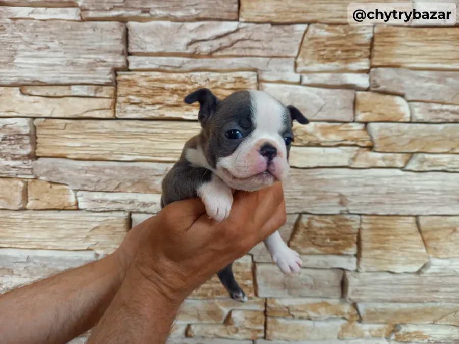 Boston terrier
