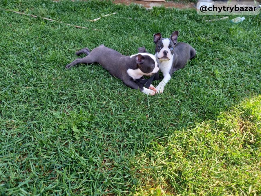 Boston terrier