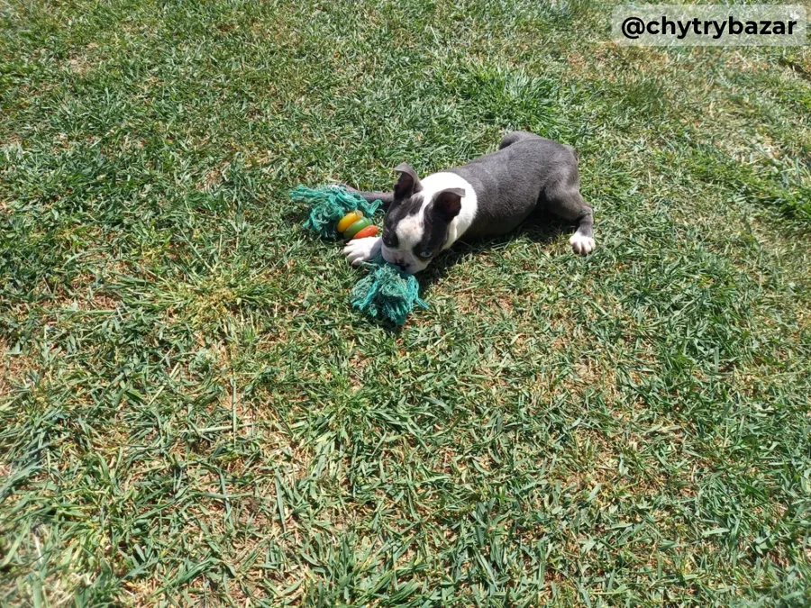 Boston terrier