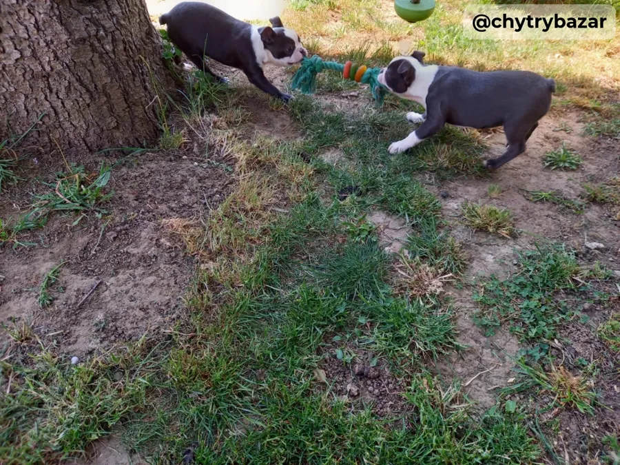 Boston terrier