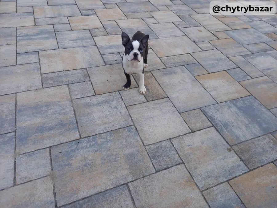 Boston terrier