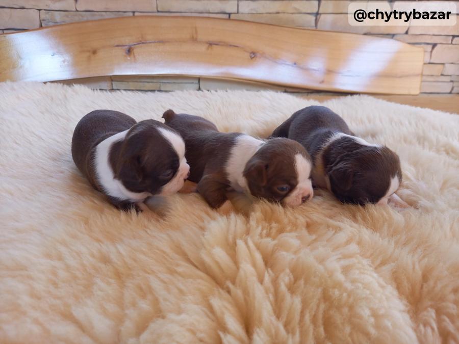 Bostonský terrier