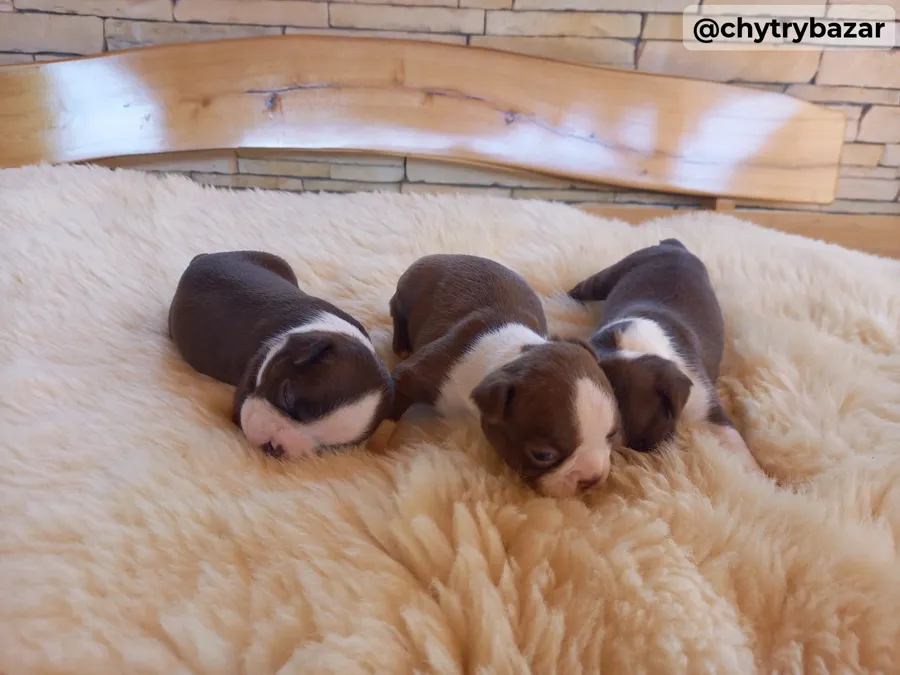 Bostonský terrier