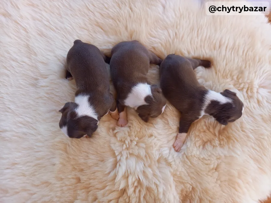 Bostonský terrier