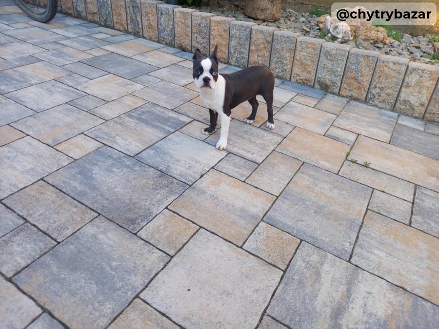 Boston terrier