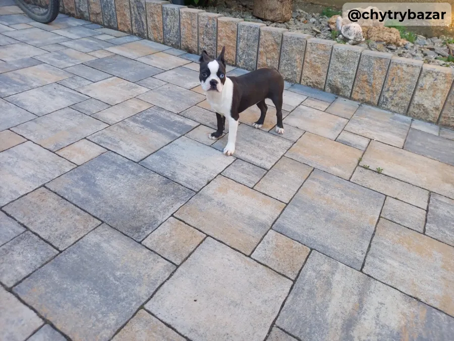 Boston terrier