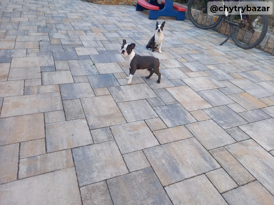 Boston terrier