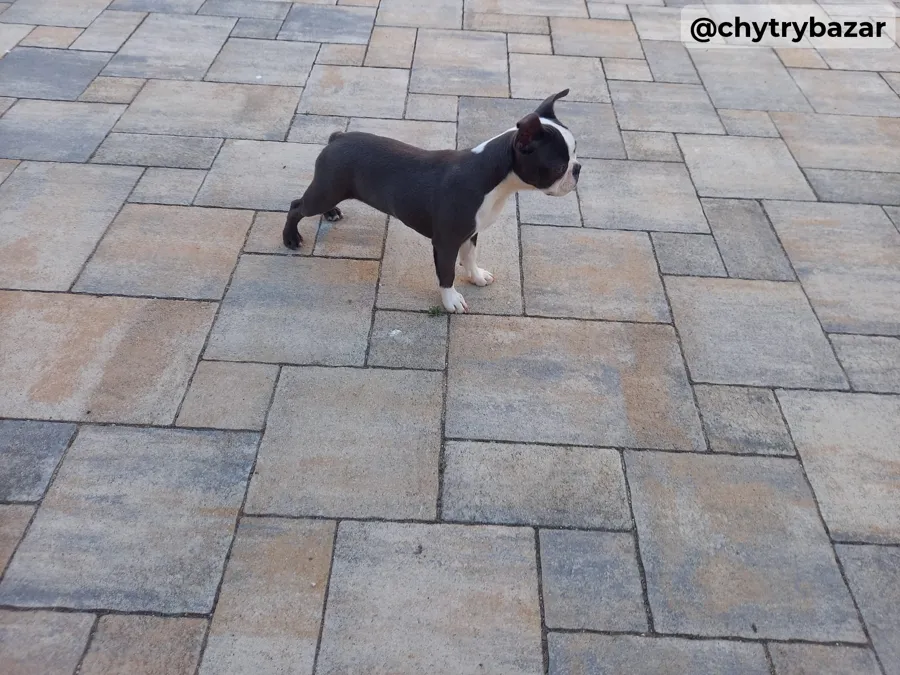 Boston terrier