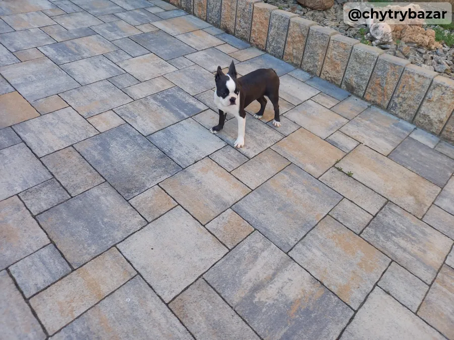 Boston terrier