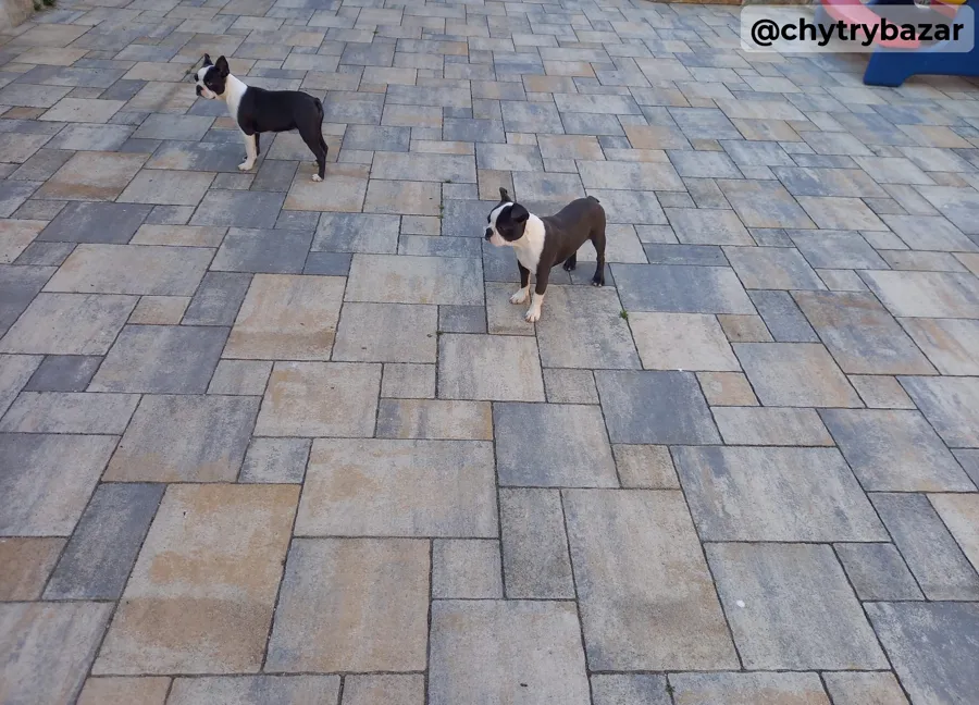 Boston terrier