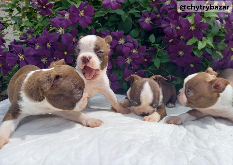 Bostonský terrier