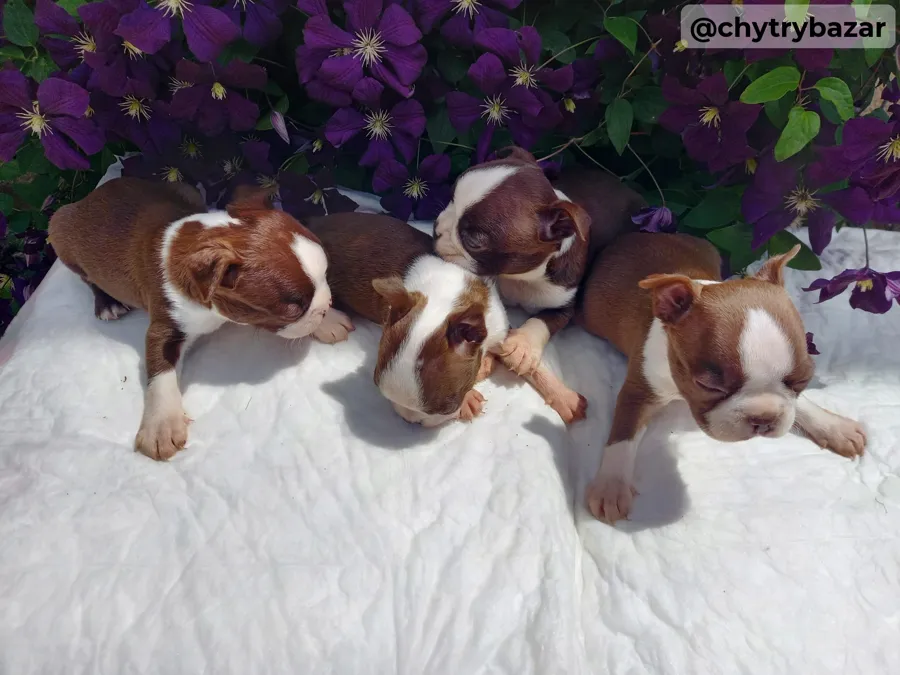 Bostonský terrier