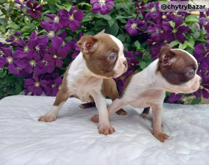 Bostonský terrier