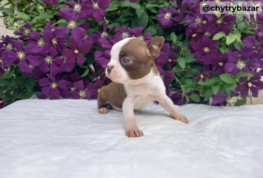Bostonský terrier