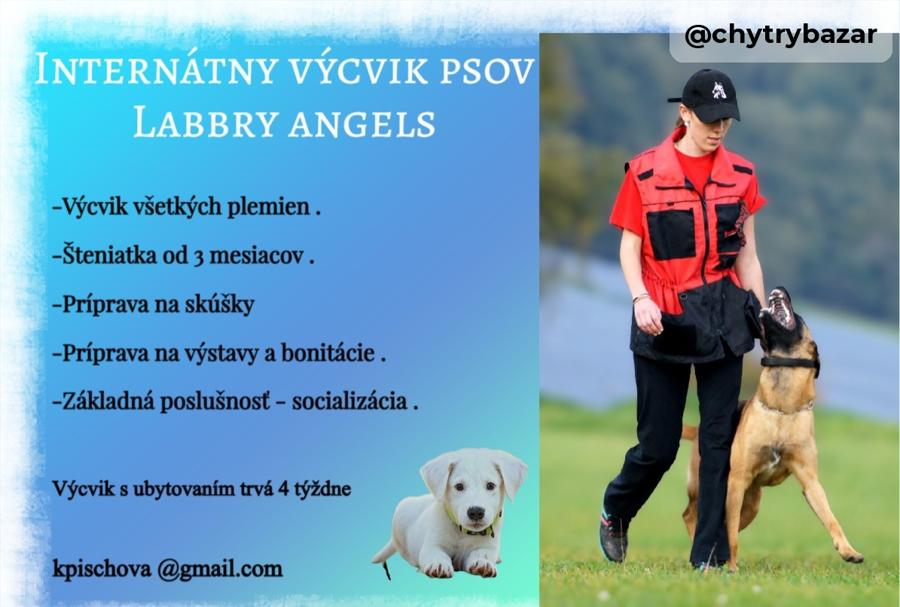 Internátny výcvik psov 