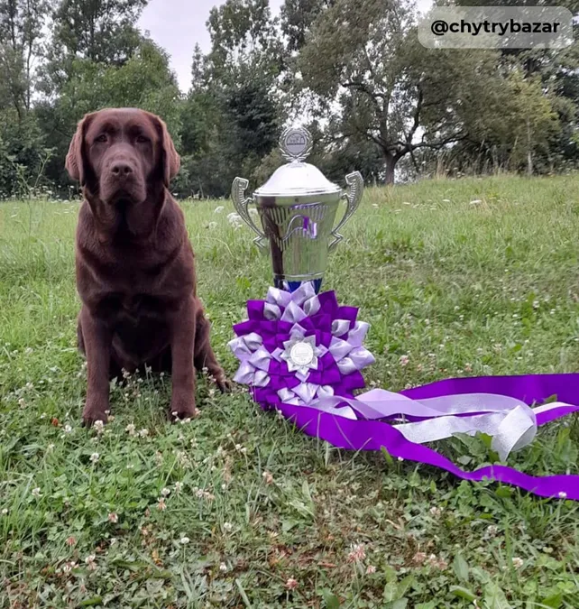Internátny výcvik psov 