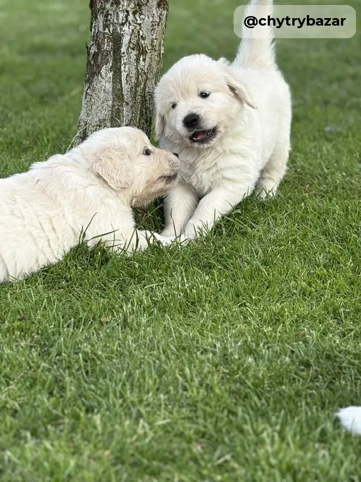 Zlatý retriever šteniatka s pp