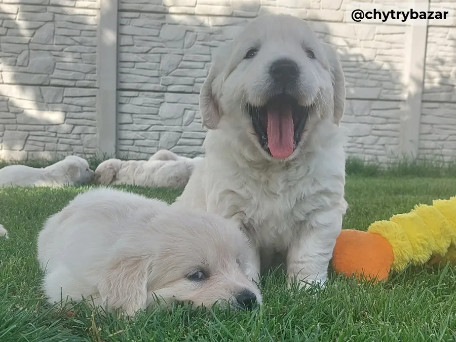 Zlatý retriever šteniatka s pp