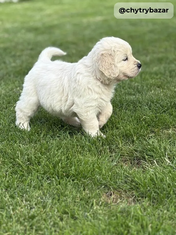 Zlatý retriever šteniatka s pp