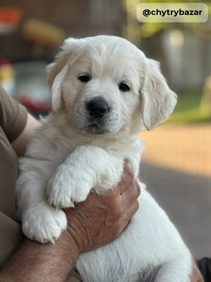 Zlatý retriever s pp