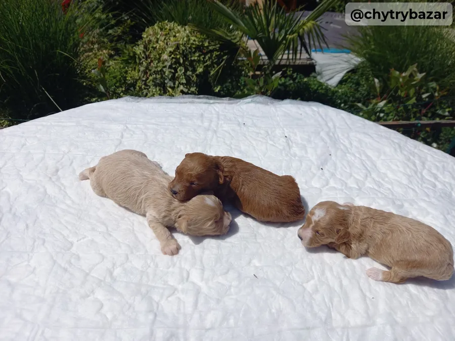 Maltipoo