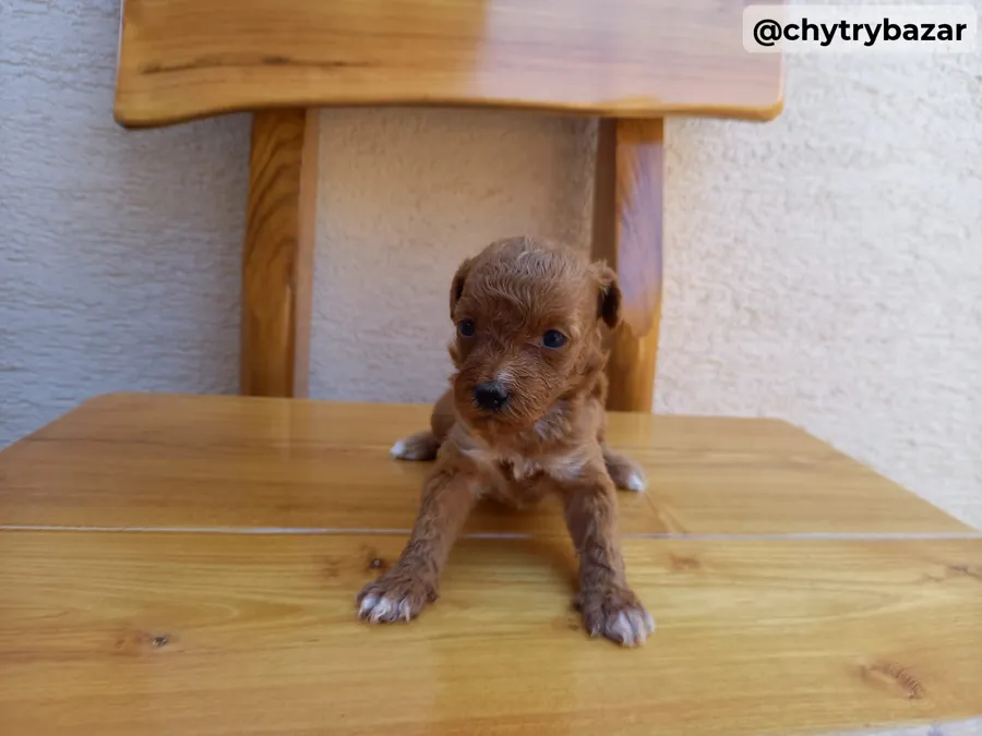 Maltipoo