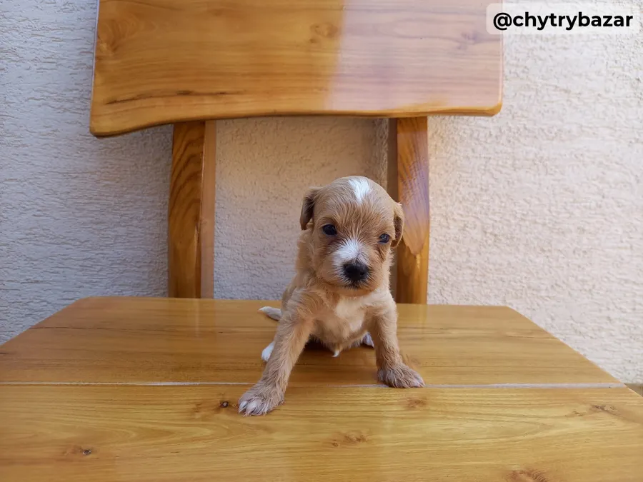 Maltipoo